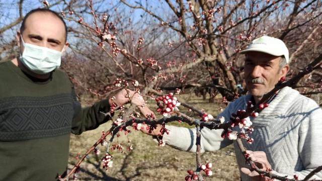 Malatyada kayısı ağaçları çiçek açtı