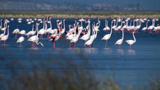 Allı turnalar Kuş Cenneti’ndeki danslarına başladı