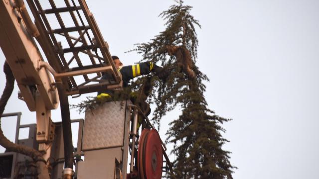 15 metrelik ağaçta mahsur kalan kediyi itfaiye kurtardı