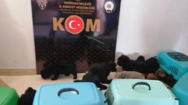 Tekirdağda yurt dışından kaçak sokulan 13 cins yavru köpek yakalandı