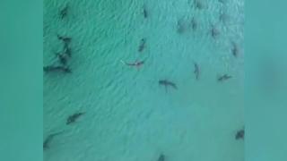 Sahile yaklaşan köpek balığı sürüsü dronla görüntülendi