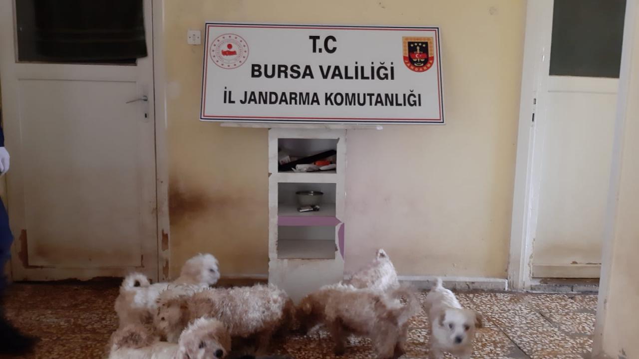Bursa�da yurt dışından kaçak sokulup üretilen 23 cins köpek yakalandı