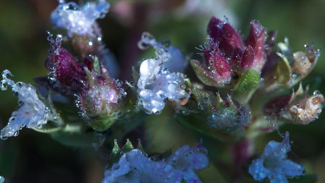 Meteorolojiden çiftçilere zirai don uyarısı
