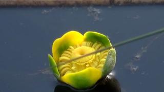 Nilüfer çiçeği yok olma tehlikesi altında