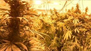 Uyuşturucu tarlası değil, Bakırköy'de bir teras katı