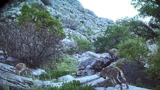 Fotokapanlarla yaban hayatı görüntülendi