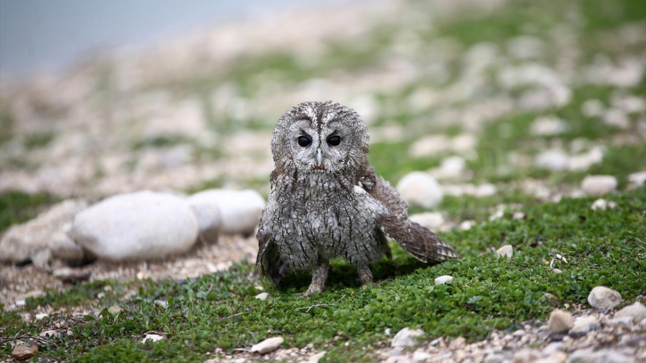"Tedavisi tamamlananlar peyderpey doğaya salınıyor"
