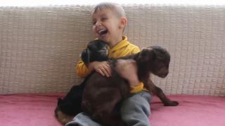 Anneleri ölen oğlaklara evlerinde bakıyorlar