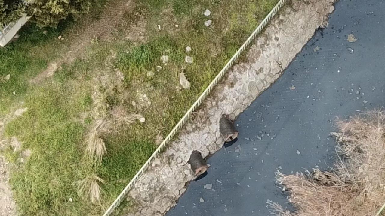 "Suyun yüzeyine bu kadar vuran bir şey çok basit bir şey olamaz"