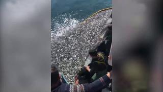 Balıkçılardan örnek avcılık: Ağa takılan yavru balıkları denize saldılar