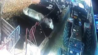 Aşıdan korkan hayvanlar ahırın demirlerini söktü