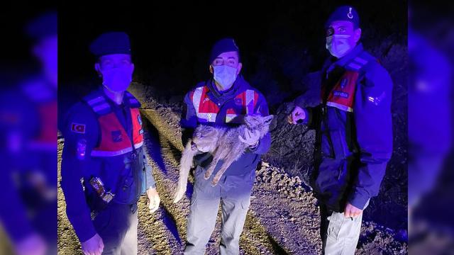 Jandarmanın bulduğu yaralı tilki tedaviye alındı