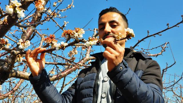 Erkenci kirazlar çiçek açtı, bahçeler beyaza büründü