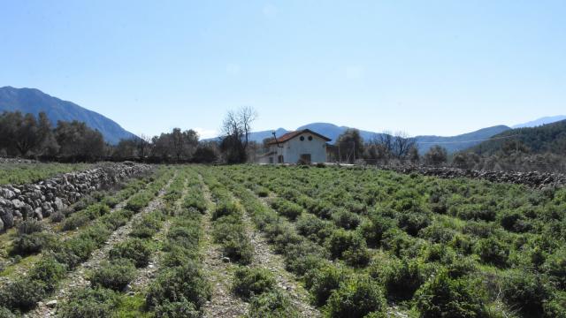 Bilinçli tarımla üretilen tıbbi ve aromatik bitkiler çiftçiye gelir sağlayacak