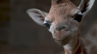 Nesli tehlike altındaki Rothschıld türü zürafa dünyaya geldi