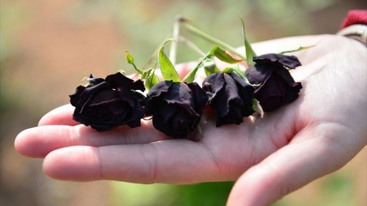 Karagülden reçel, lokum, parfüm, kolonya gibi ürünler üretiliyor