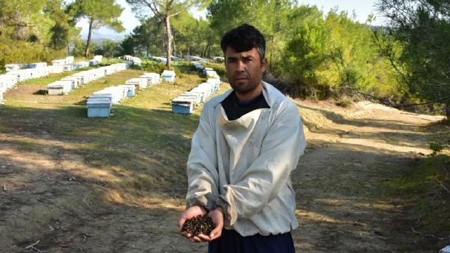 700 kovandaki arıların yarısından fazlası telef oldu