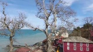 800 yaşındaki çınar ağacı yıllara meydan okuyor