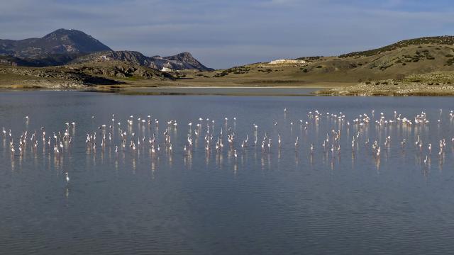 Yarışlı Gölünün misafirleri: Flamingolar