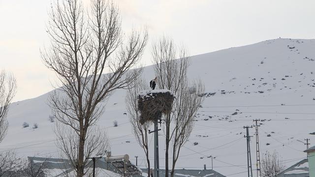 Bingölün Karlıova ilçesine bu yıl erken gelen leyleklere kar sürprizi
