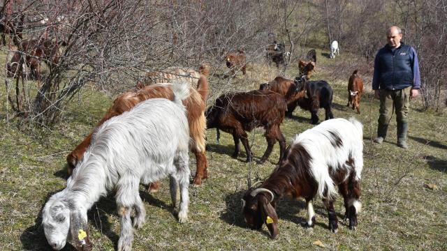 Almanyadaki kariyerini bırakıp köyüne dönen makine mühendisi keçi yetiştiricisi oldu