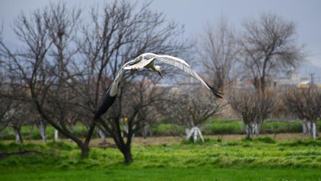 Manisada leylekler yuvalarına döndü