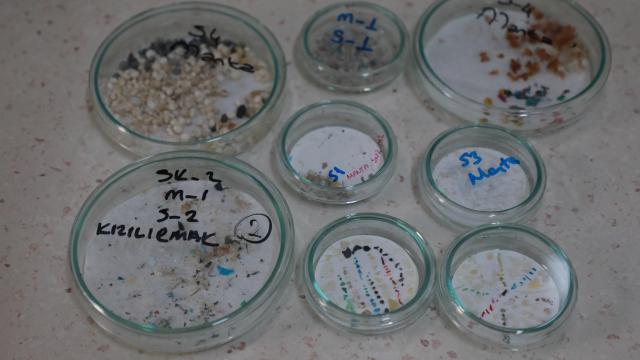 Marmarada 12, Karadenizde 7 balık türünde mikroplastik tüketimi tespit edildi