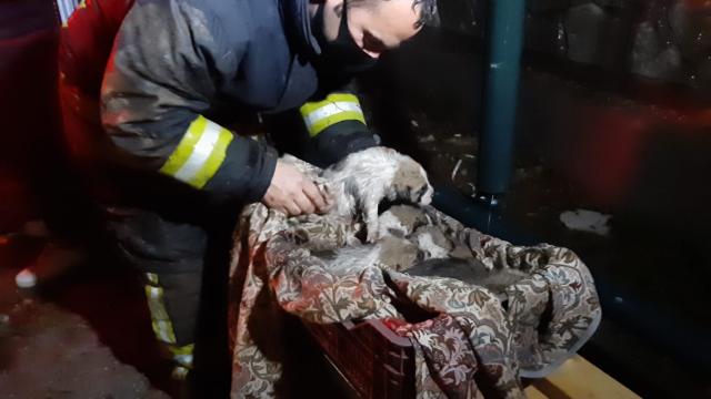 Muğlada beton su borusu içinde mahsur kalan 7 köpek yavrusu itfaiye ekiplerince kurtarıldı