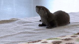 Hayvanlar aleminin renkli dünyası