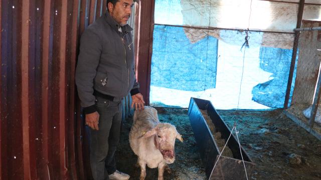 Hatayda köpeklerin saldırdığı 4 koyun telef oldu