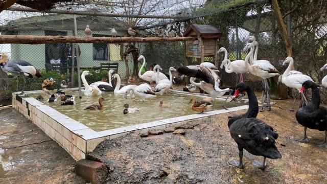 İstanbulda kaçak kuş operasyonu: 185 yabani kuşa el konuldu