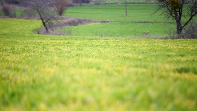 Trakyada zirai don hububat ekili bazı arazilerde ürünlere zarar verdi