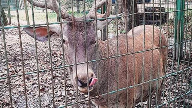 Hayvanat bahçesinden kaçırdıkları geyiği yiyen 2 kişi tutuklandı