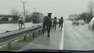 Çiftlikten kaçan 4 at karayolunda böyle koştu