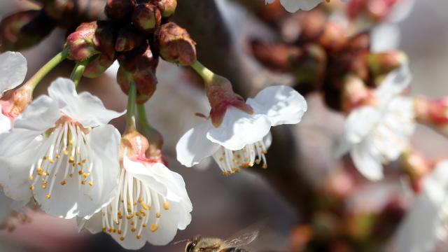 Baharın müjdecisi kabul edilen bayram: Nevruz