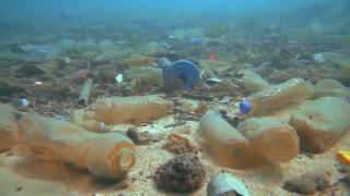 Denizler tehlike altında: 11 ton maske ve eldiven çıkarıldı