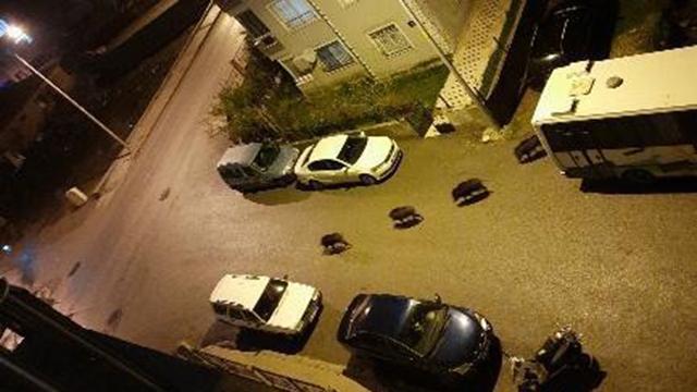 İzmirde domuz sürüsü şehre indi