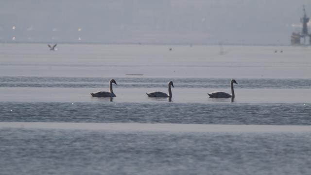 İzmit Körfezi flamingo ve kuğuları ağırlamaya başladı
