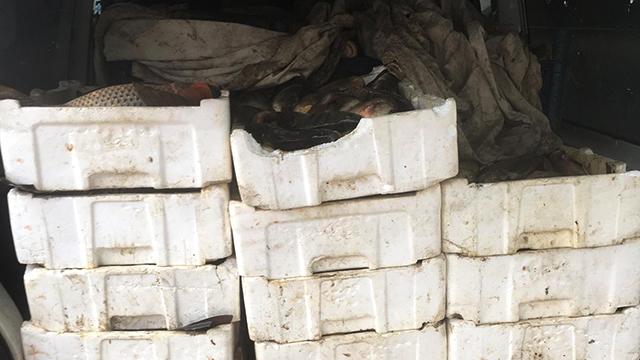 Edirnede 800 kiloluk kaçak sazan avına 5 bin lira ceza