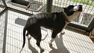 Pitbull köpeğini polislere saldırttı