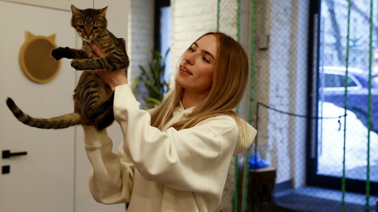 "Sahipsiz kedilerin sayısı yükseliyor"