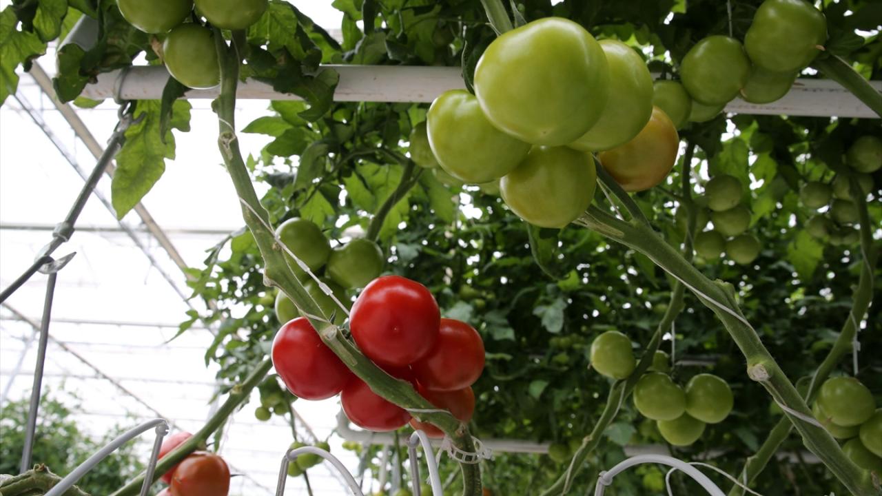 İhracat hazırlıkları başladı