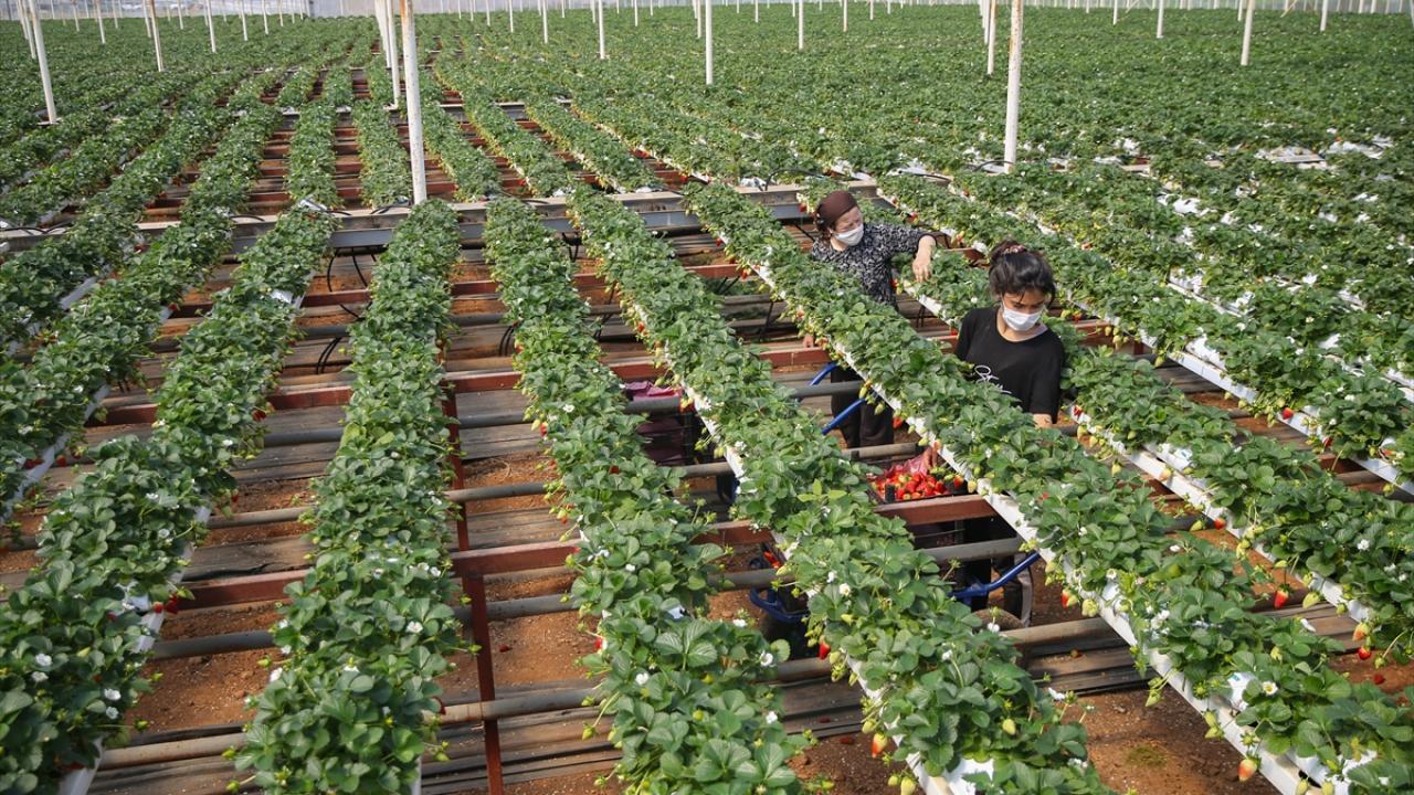 2020`de 2 milyon 120 bin 202 dolarlık çilek ihracatı