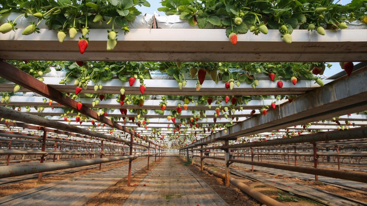 Topraksız çilek üretimi yaygınlaşıyor