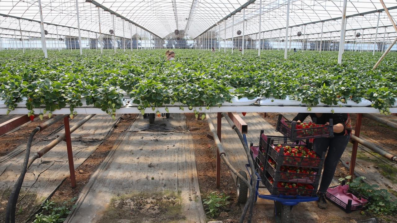 Raf ömrü uzun, aroması daha yoğun