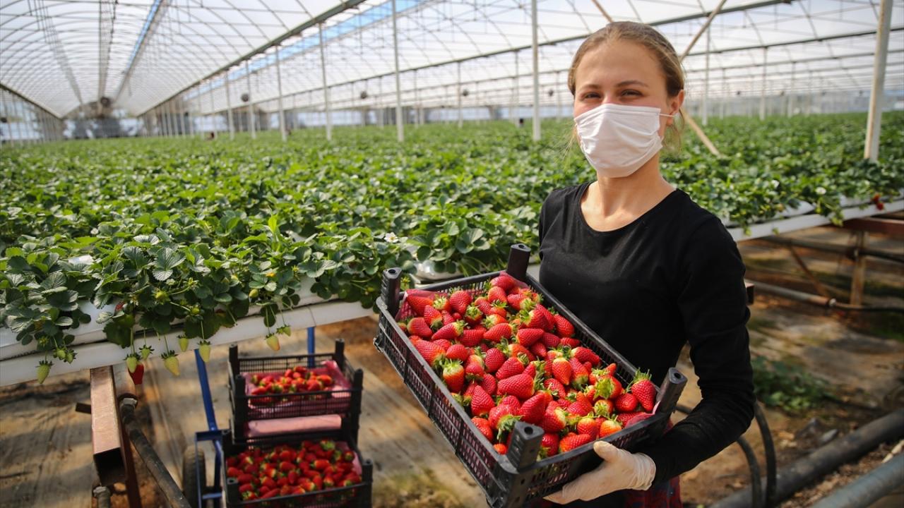 "15 dekar alandan günde bir ton civarında hasat yapılıyor"