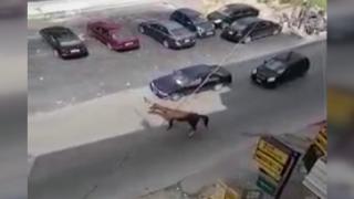 Lübnan’da başıboş at otomobile çarptı