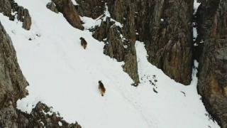 Kış uykusundan uyanan 2 bozayı havadan görüntülendi