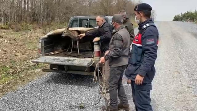 Samsunda barajda mahsur kalan karacayı jandarma kurtardı