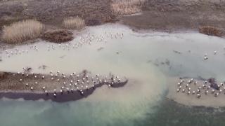 Havalar ısındı, leylek göçü başladı